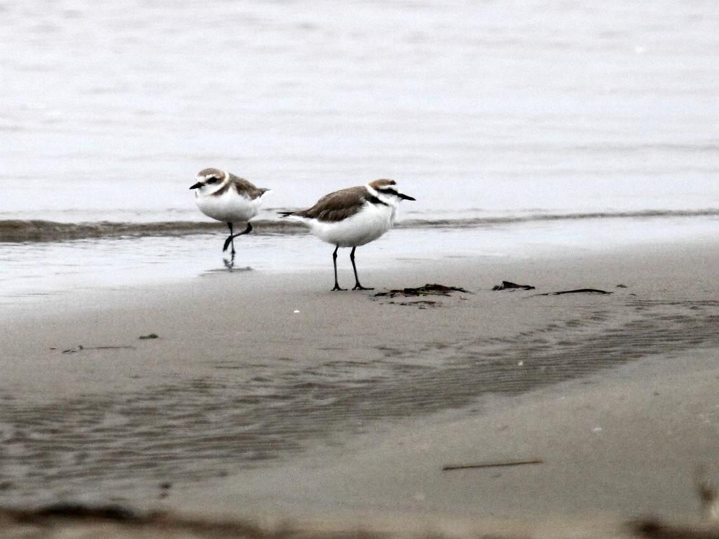 Strandplevier